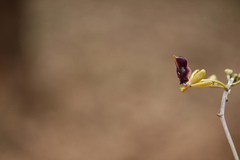 Cottonia peduncularis